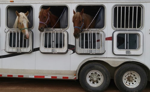 Высококачественные прицепы для лошадей с выдвижным окном